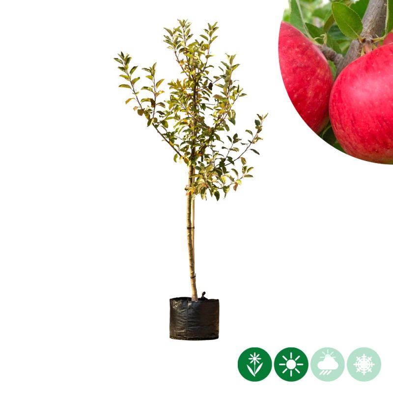 Malus Ecolette - halfstam