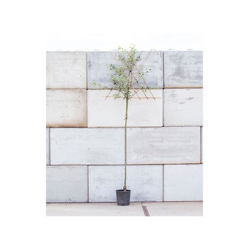 Malus Cox's Orange Pippin - leiboom hoogstam