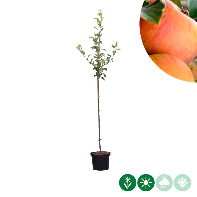 Malus Cox's Orange Pippin