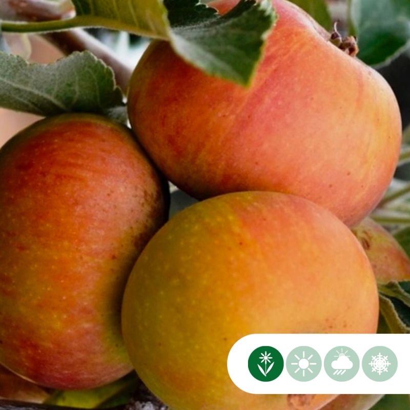 Malus Cox's Orange Pippin - leiboom hoogstam