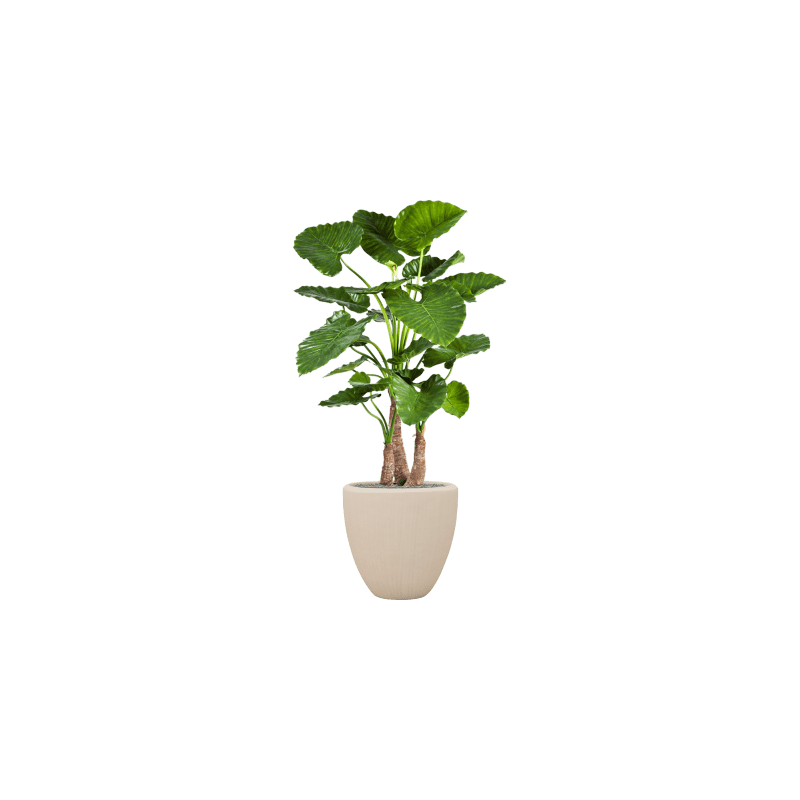 Alocasia Calidora in Polystone Couple Crème - kunstplant