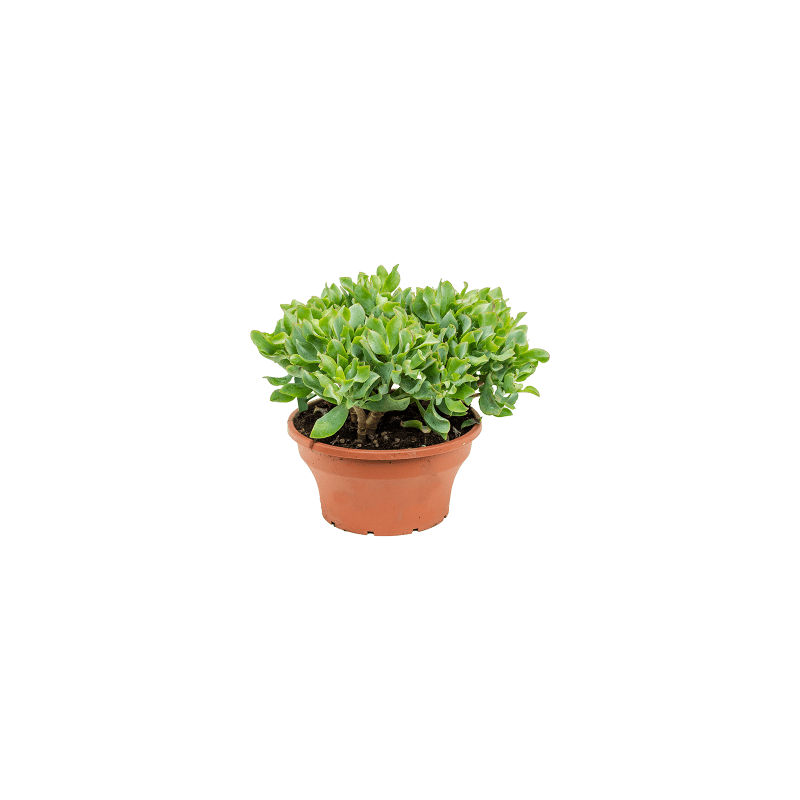 Crassula argentea