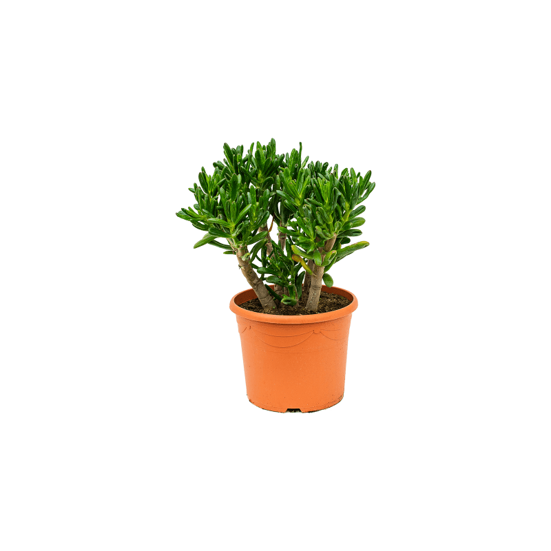 Crassula Gollum