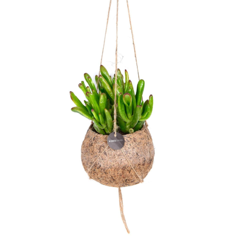 Crassula Horntree in Kokodama