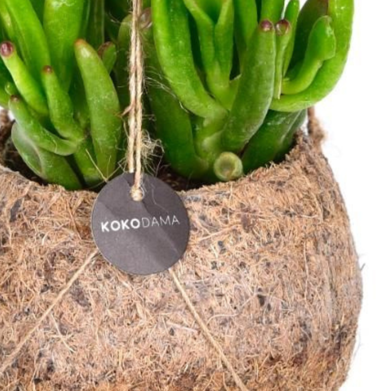 Crassula Horntree in Kokodama