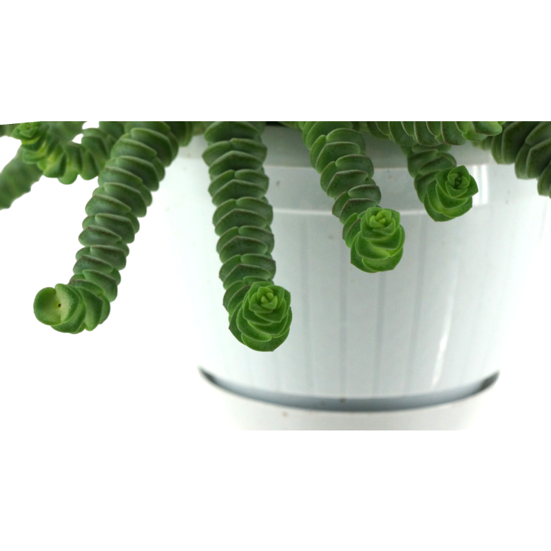 Crassula Hottentot