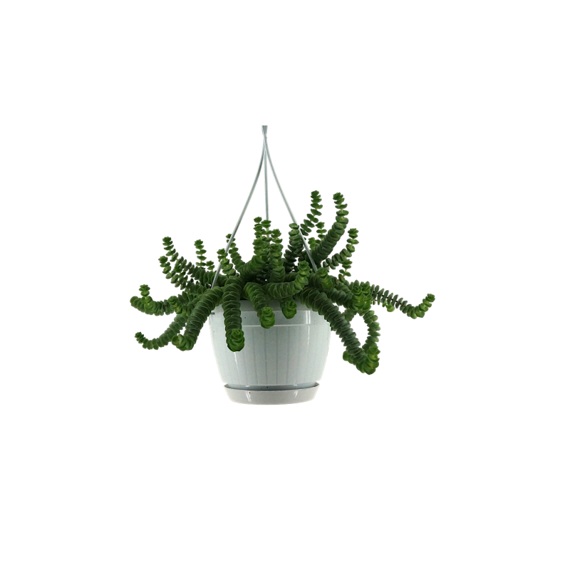Crassula Hottentot