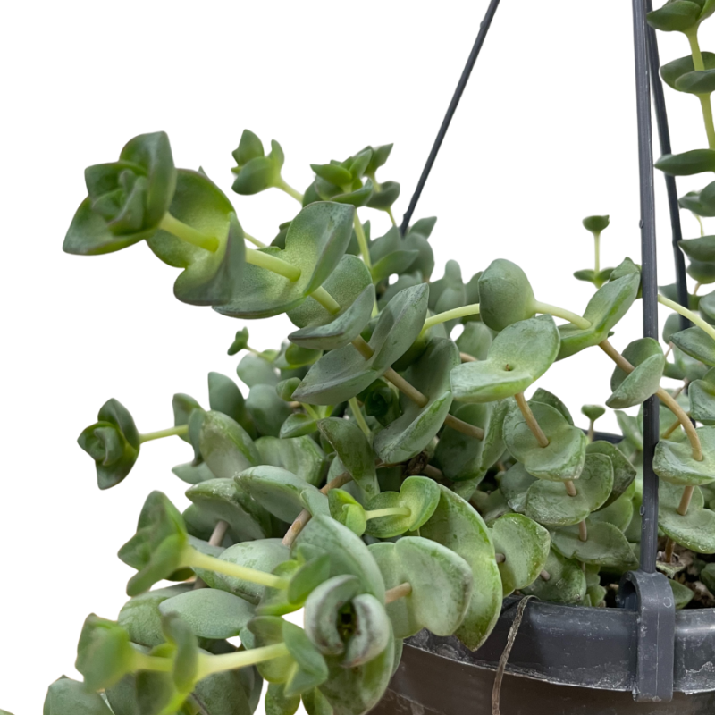 Crassula Hottentot Special