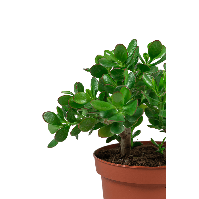 Crassula Ovata