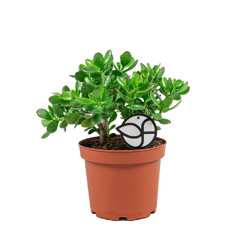 Crassula Ovata