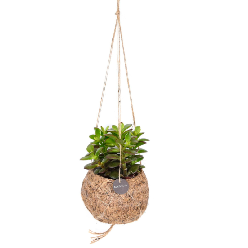 Crassula ovata in Kokodama