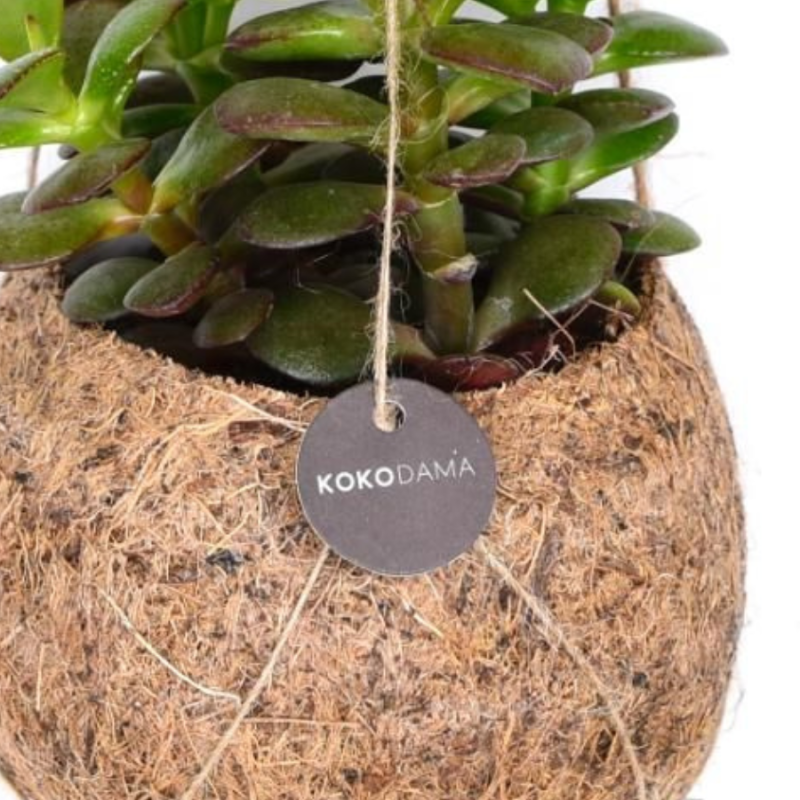 Crassula ovata in Kokodama