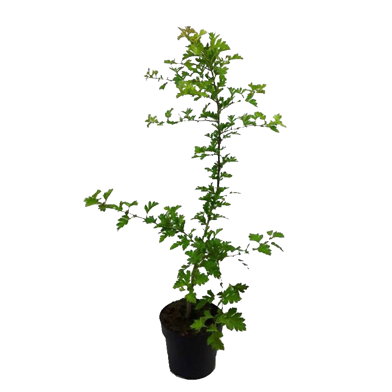Crataegus monogyna - haag