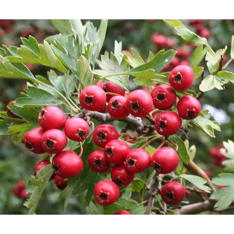 Crataegus Monogyna haag