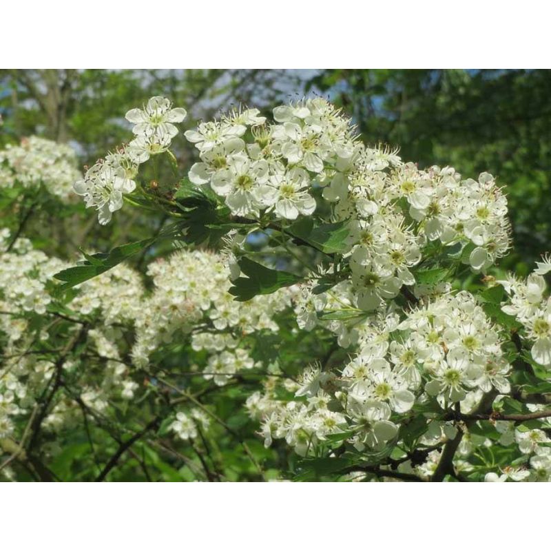 Crataegus Monogyna haag