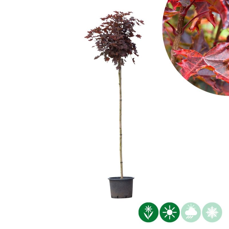 Acer Crimson Sentry - bolboom
