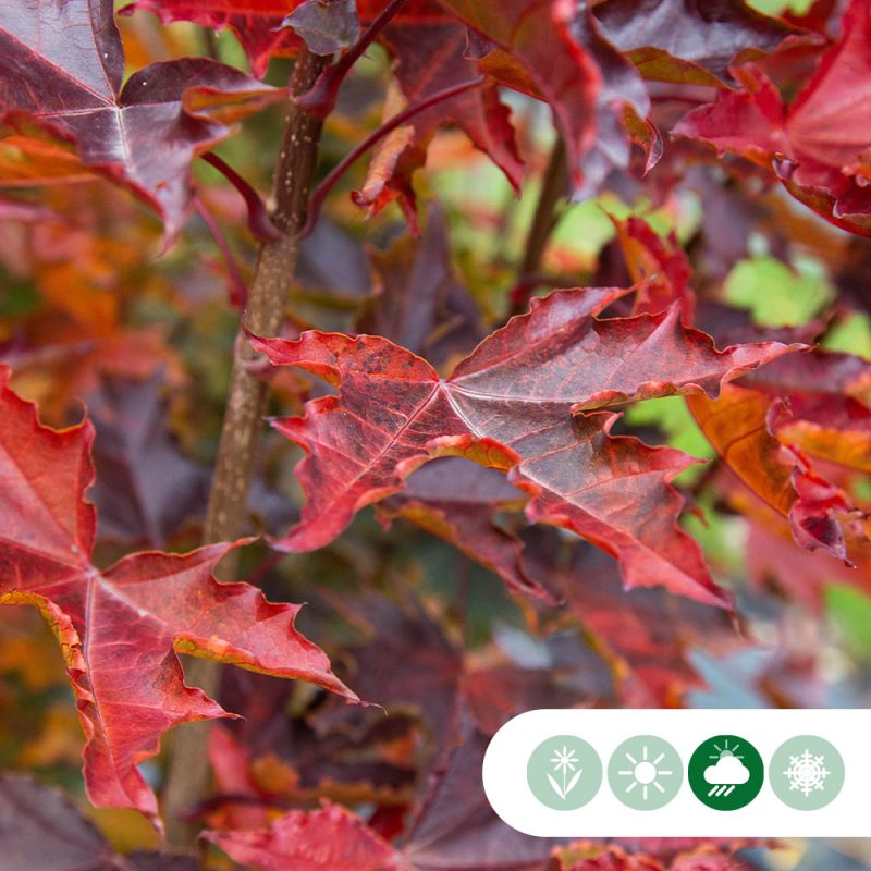 Acer Crimson Sentry - bolboom