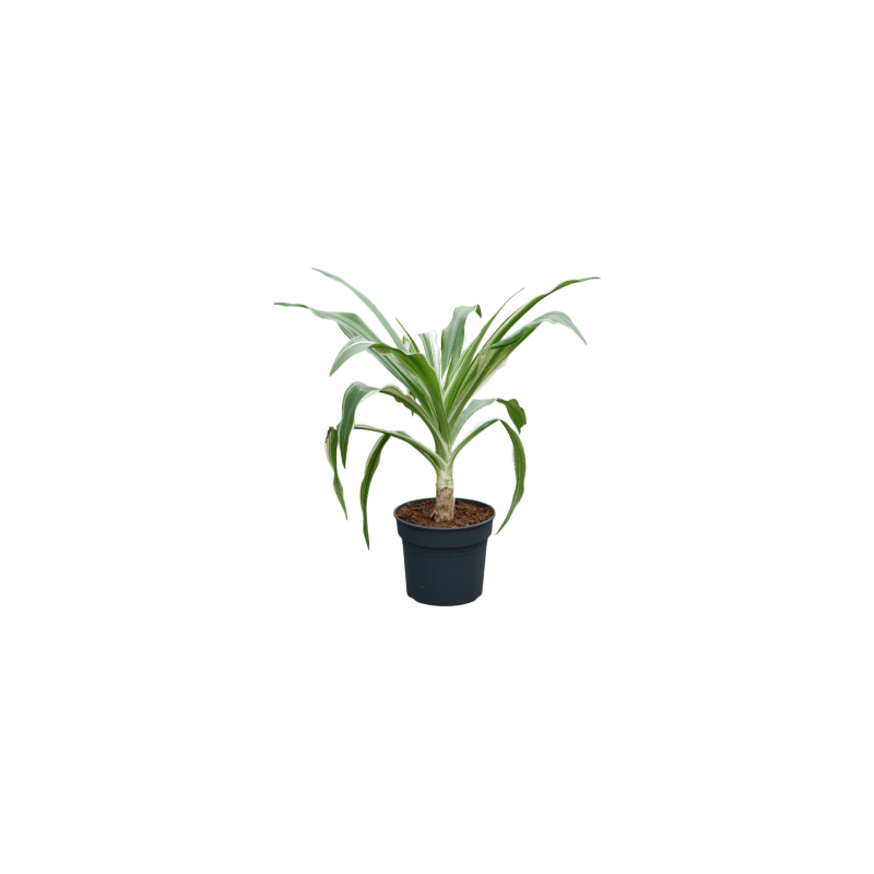 Crinum asiaticum 