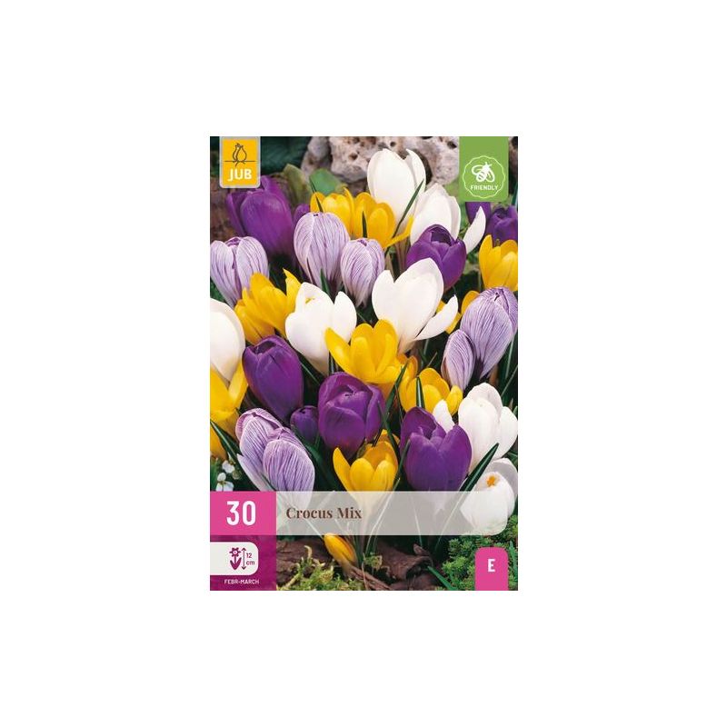 Crocus grootbloemig mix - 30 stuks