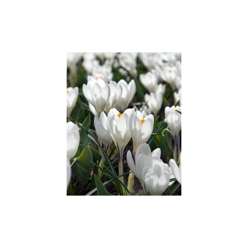 Crocus Jeanne d'Arc - 100 stuks