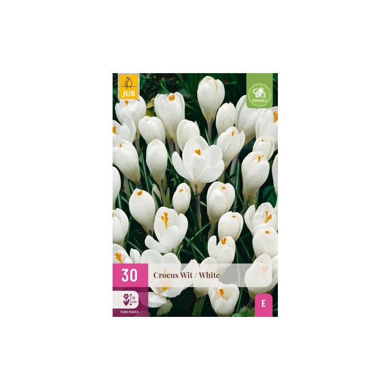 Crocus wit - 50 stuks