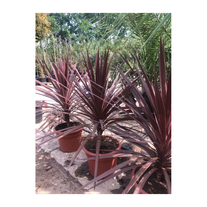 Cordyline Australis 'Red Star'