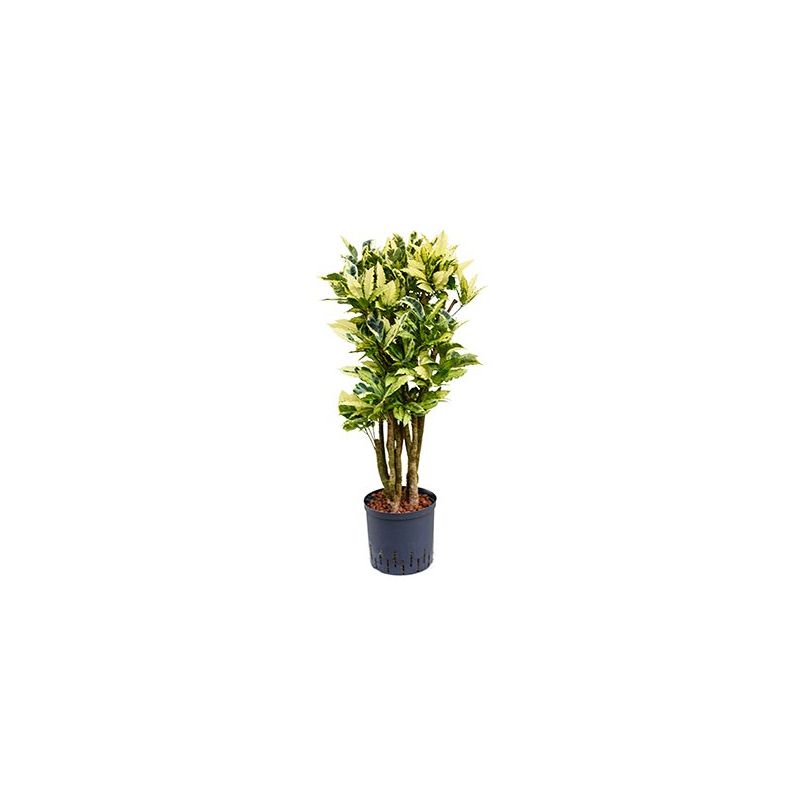 Croton Tamara