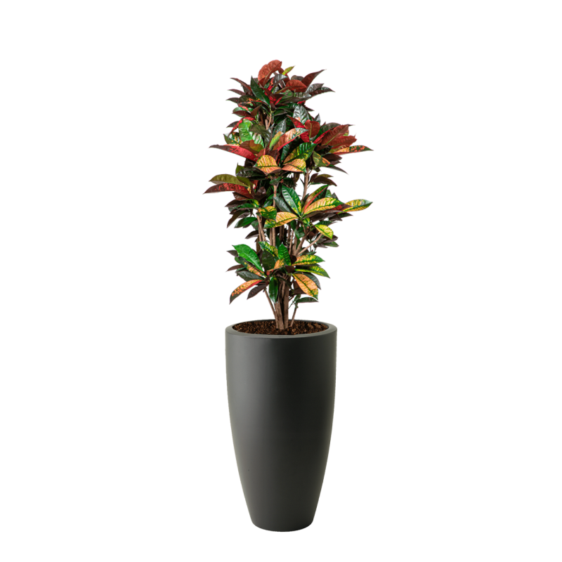 Croton Variegatum Iceton in Pure Soft antraciet