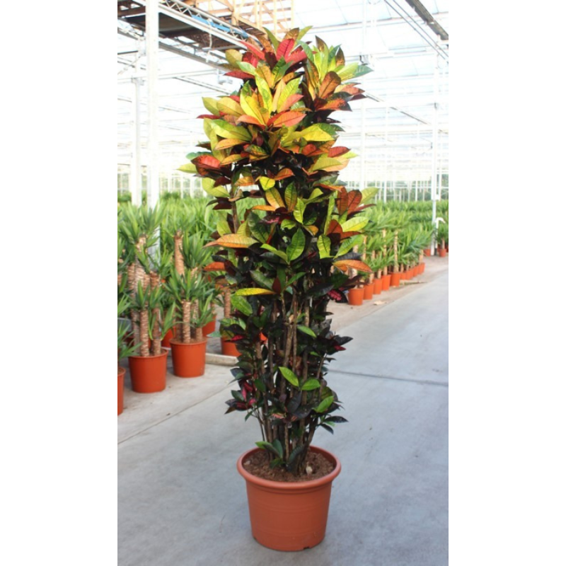 Croton Iceton