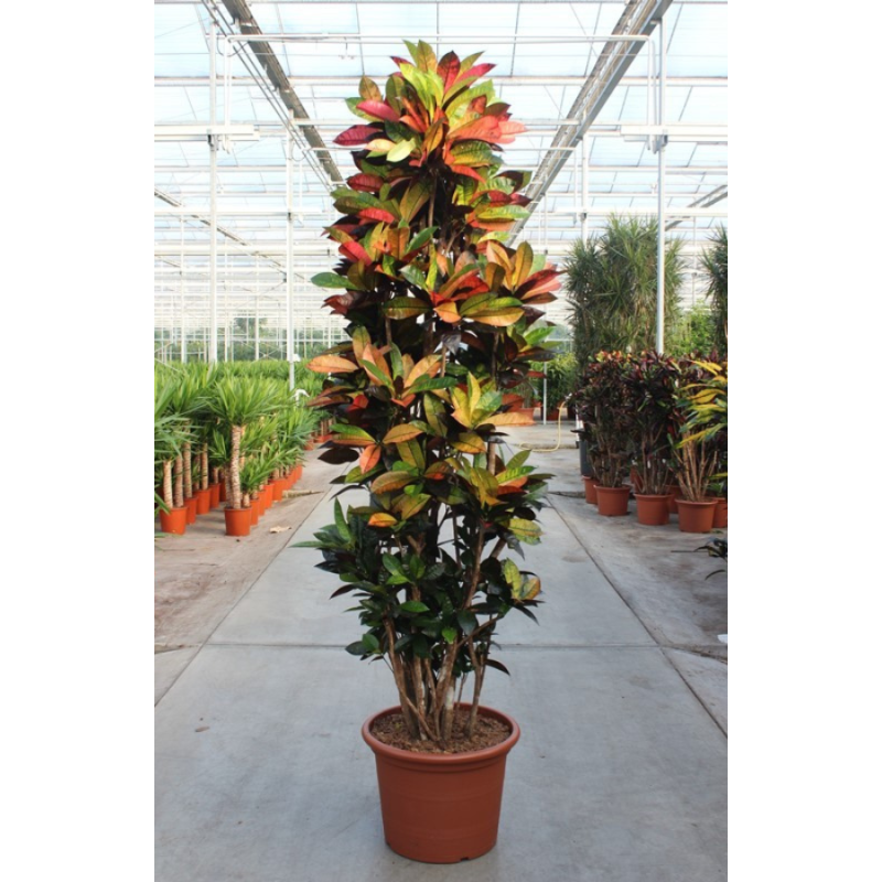 Croton Iceton