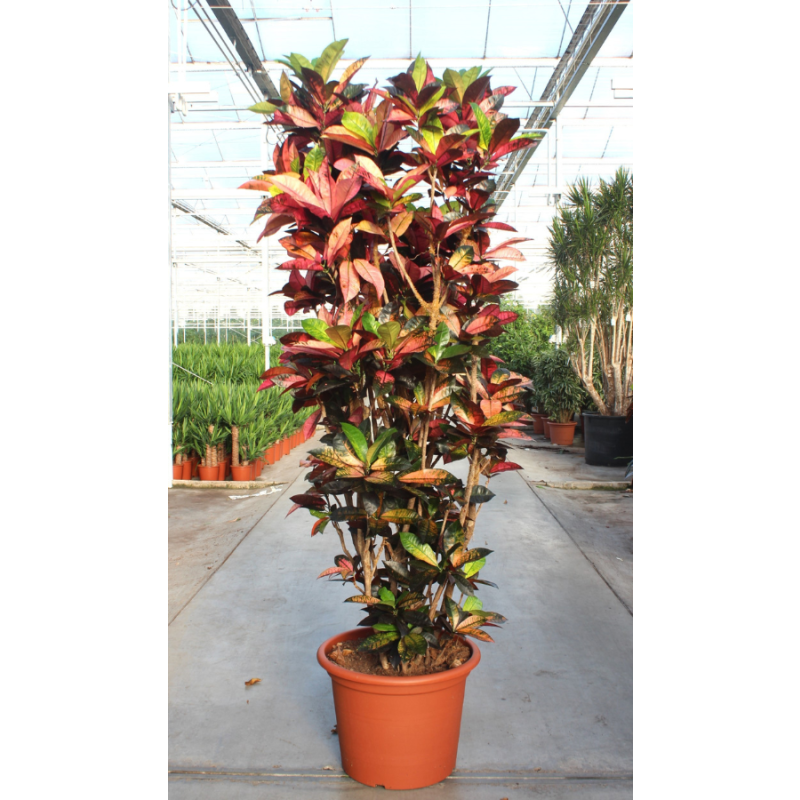 Croton Iceton