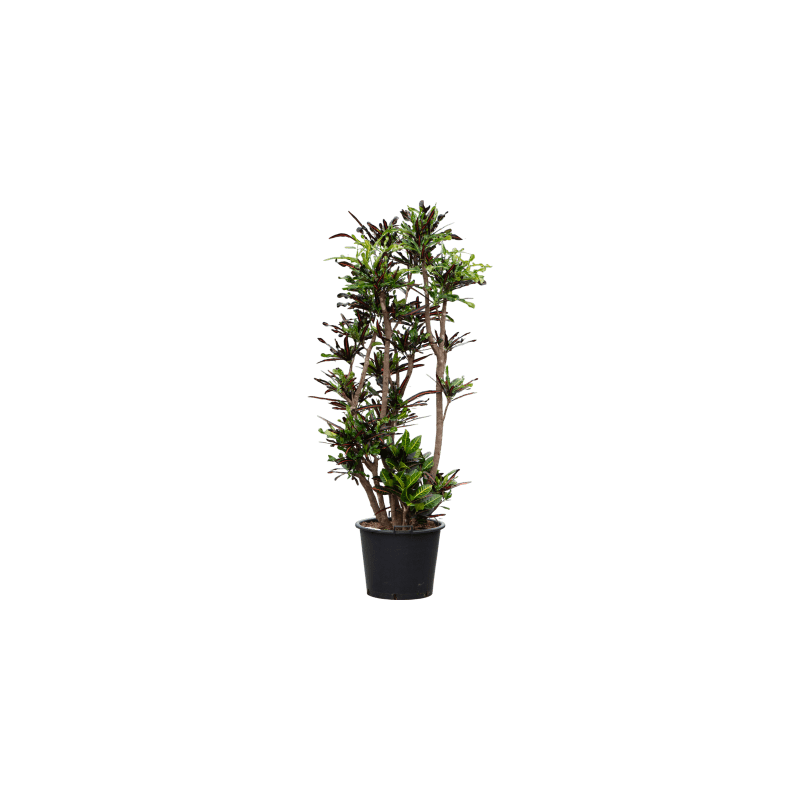 Croton Mammi