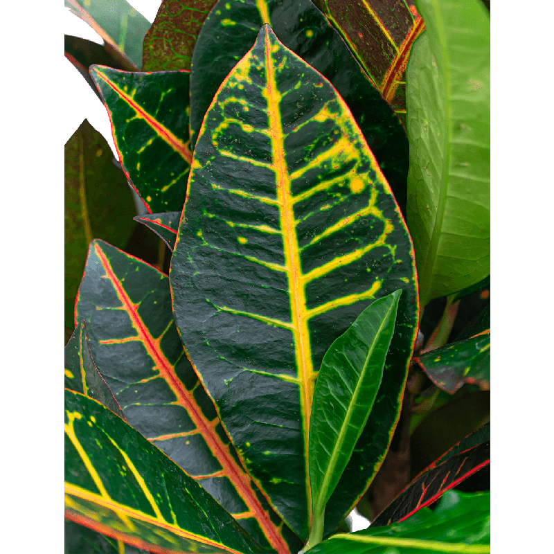 Croton Petra hydrocultuur in Runner vierkant zwart