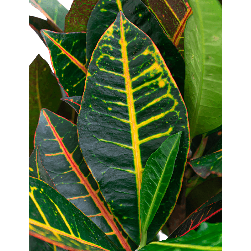 Croton Variegatum Petra in Rugged Charlie zwart