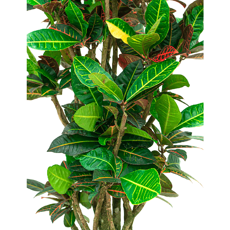 Croton Petra hydrocultuur in Runner vierkant zwart