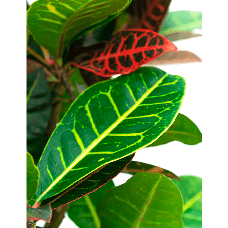 Croton Petra hydrocultuur in Runner vierkant zwart