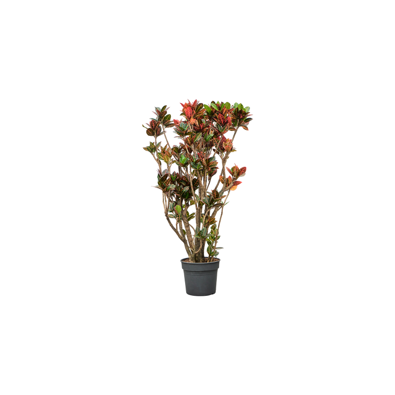 Croton Petra