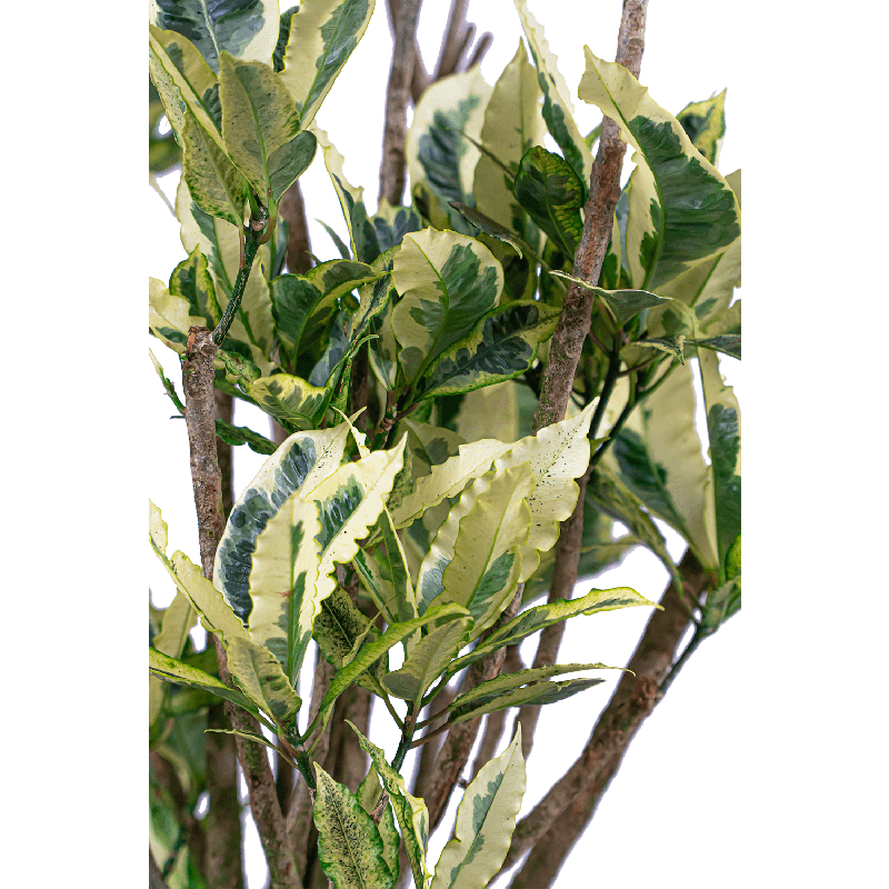 Croton Tamara