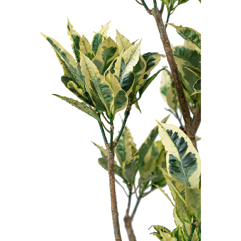 Croton Tamara