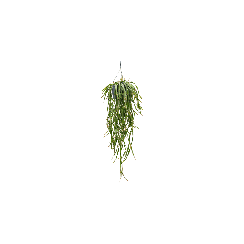 Lepisimum cruciforme Rojo