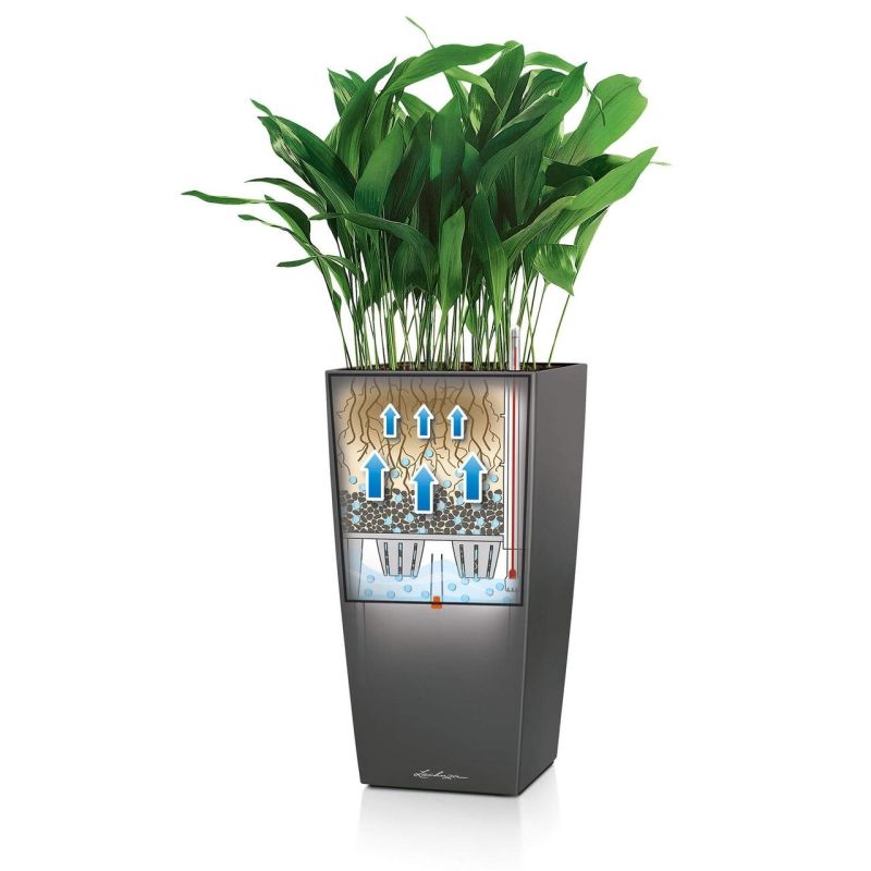 Aspidistra Himalaya in watergevende Cubico Alto zilver