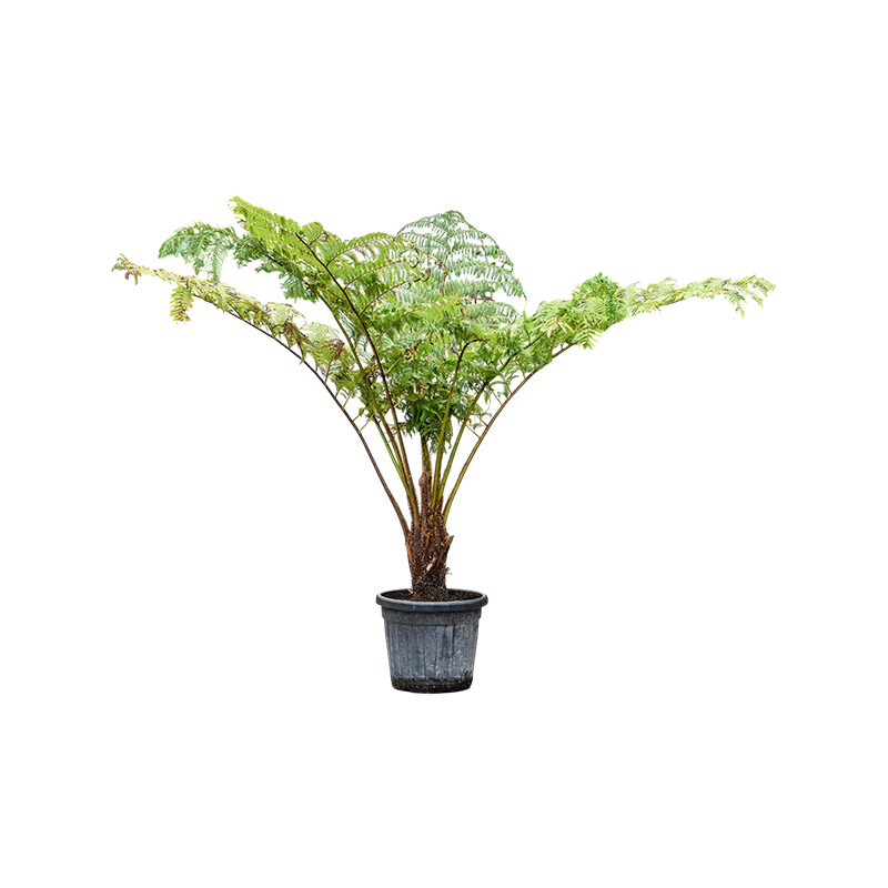 Cyathea cooperi
