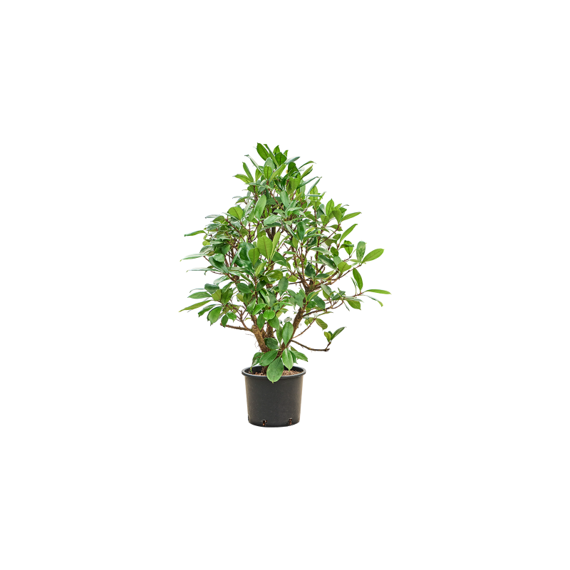 Ficus cyathistipula vertakt