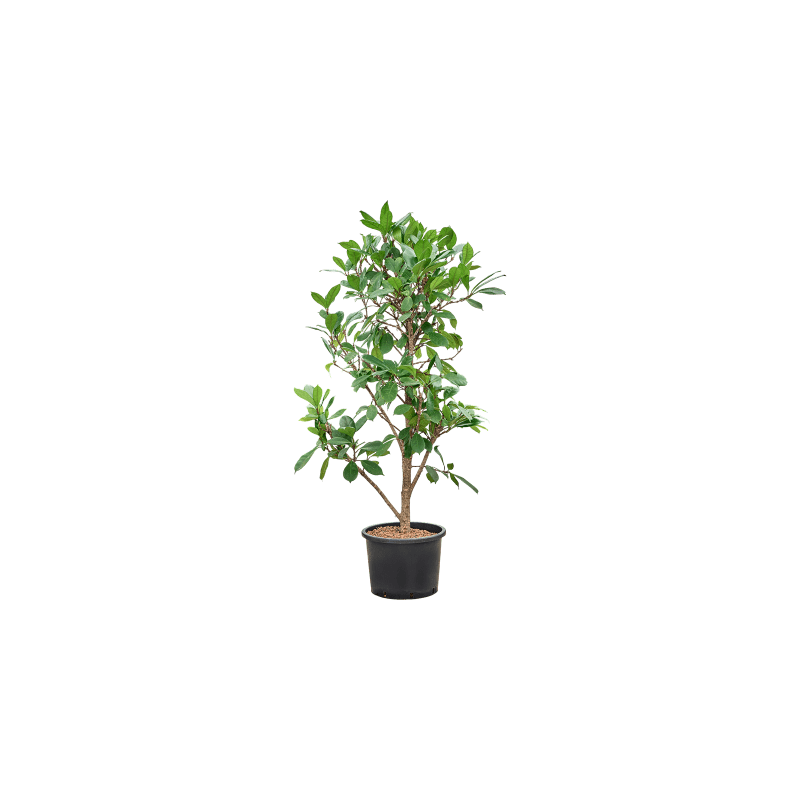Ficus cyathistipula vertakt
