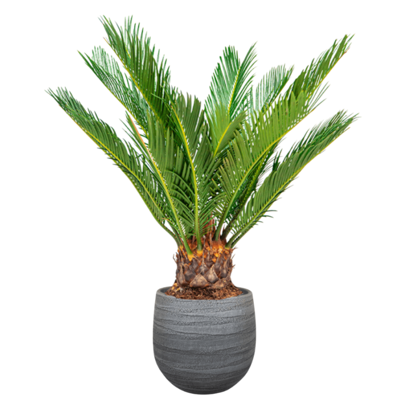 Cycas in Joyce Antraciet