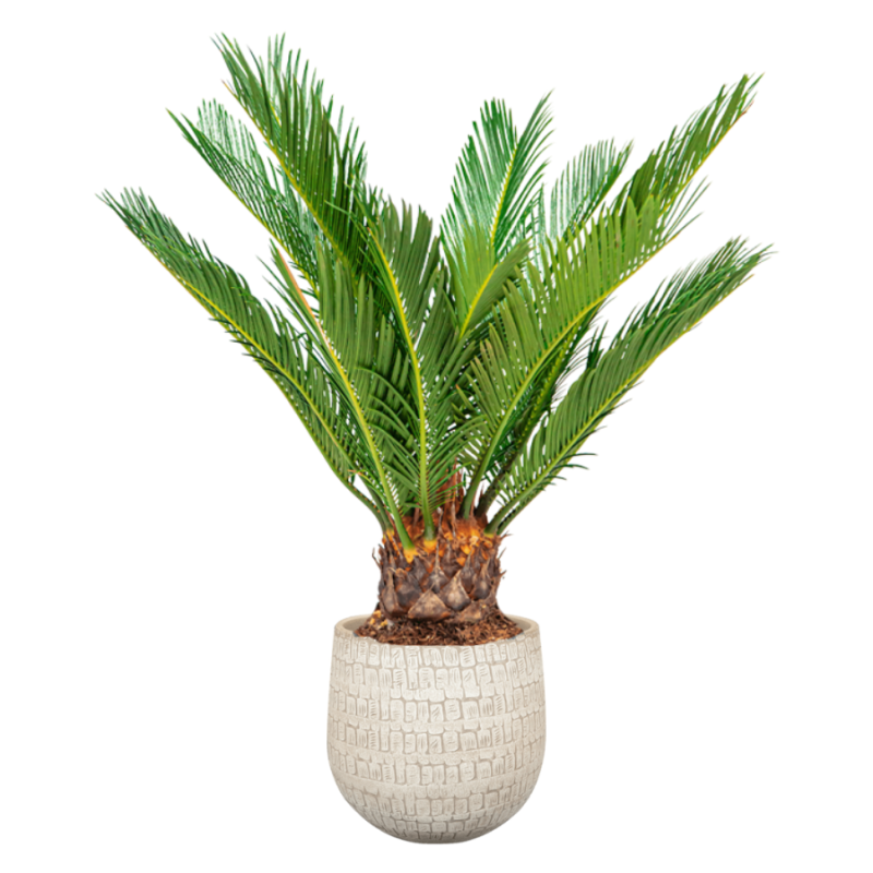Cycas in Renzo sand