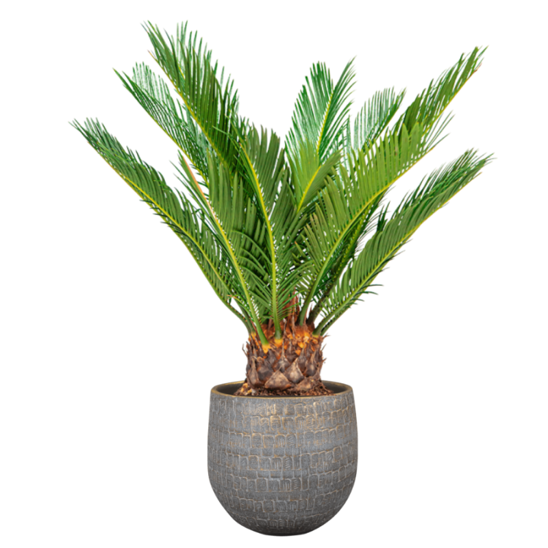 Cycas in Renzo Shiny Grey