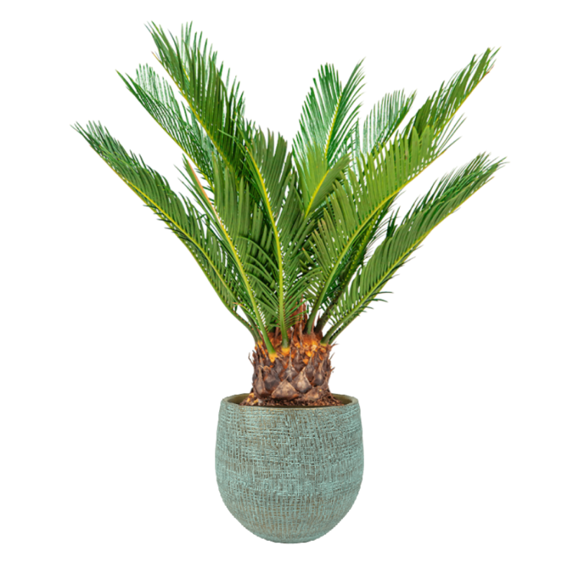Cycas in Ryan Shiny Blue