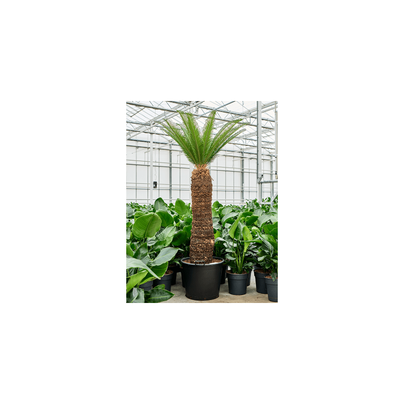 Cycas Revoluta