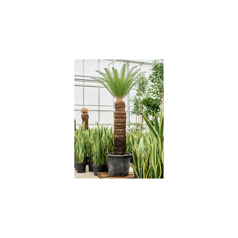 Cycas Revoluta